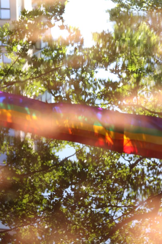rainbow flag in trees
