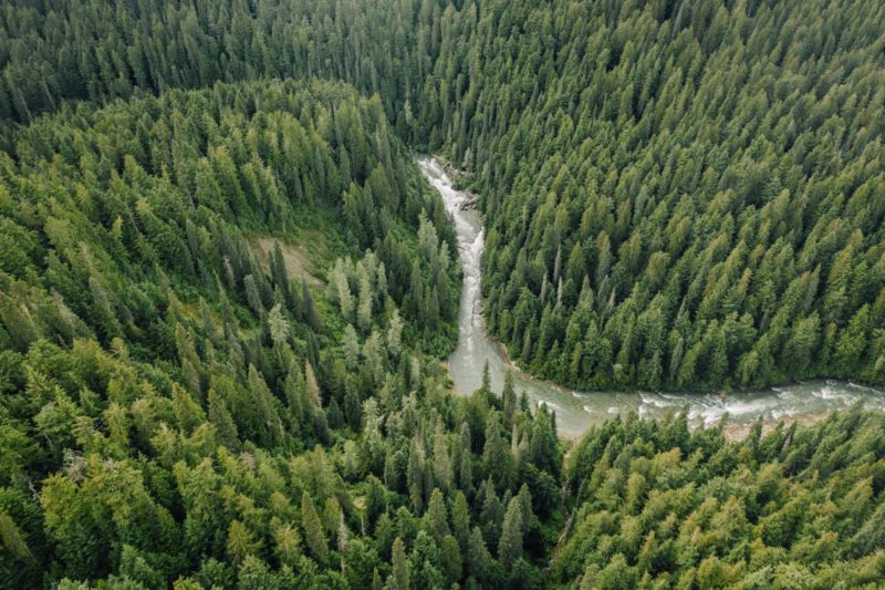 BC aerial of old growth 