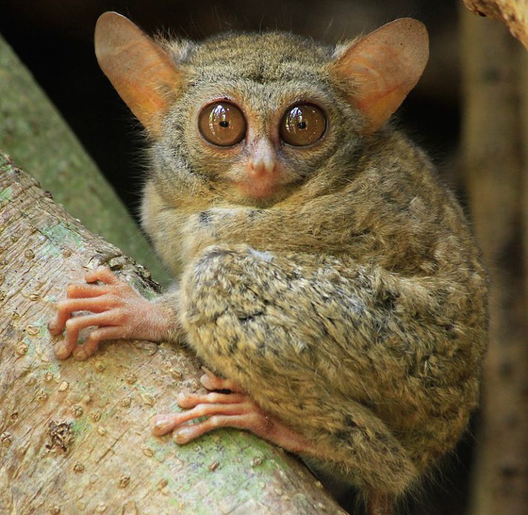 8 Of The Most Adorable Tree-dwelling Animals On Earth - The Environmentor