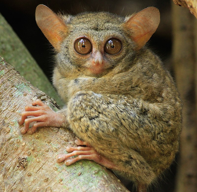 8 Of The Most Adorable Tree-Dwelling Animals On Earth - THE ENVIRONMENTOR