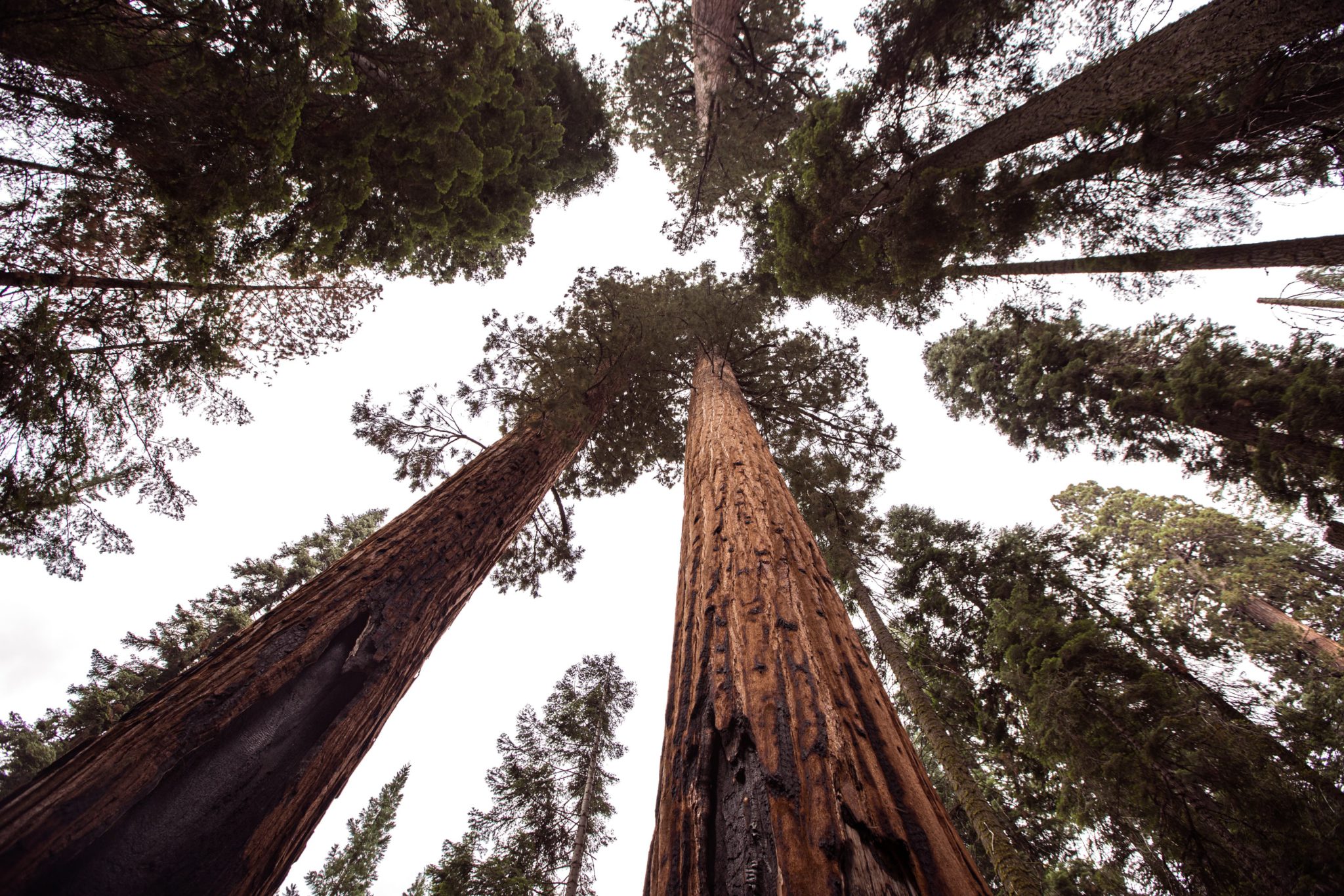 15-incredible-facts-about-giant-sequoia-trees-the-environmentor