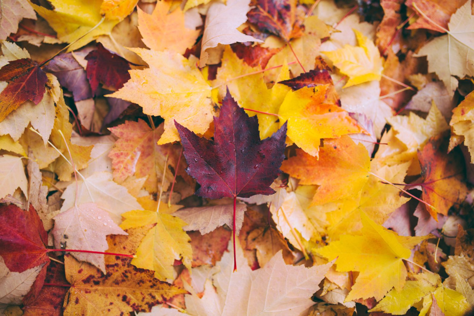 How To Preserve Fall Color Leaves