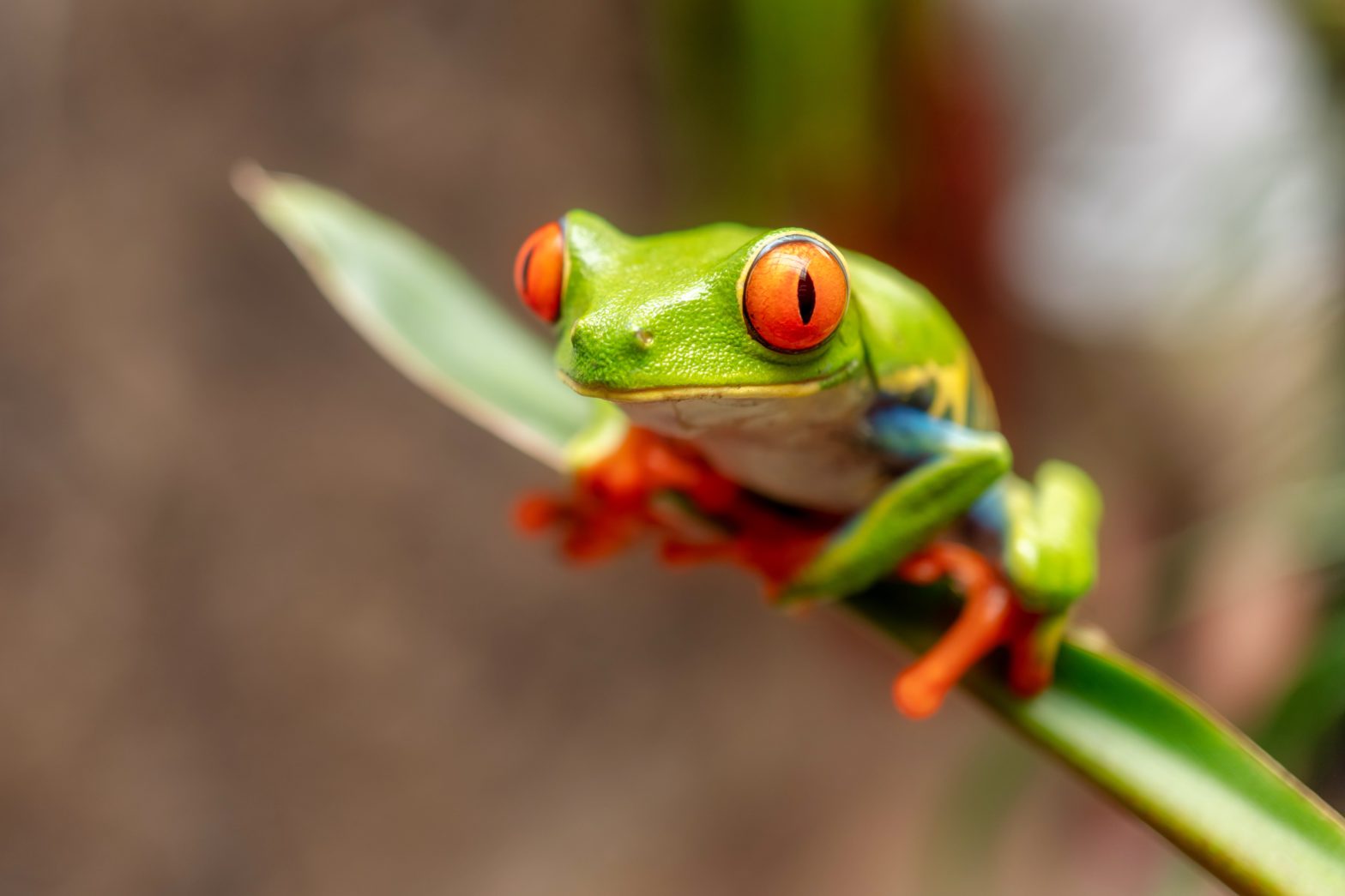 10 Mind Blowing Facts About The Red-Eyed Tree Frog - THE ENVIRONMENTOR