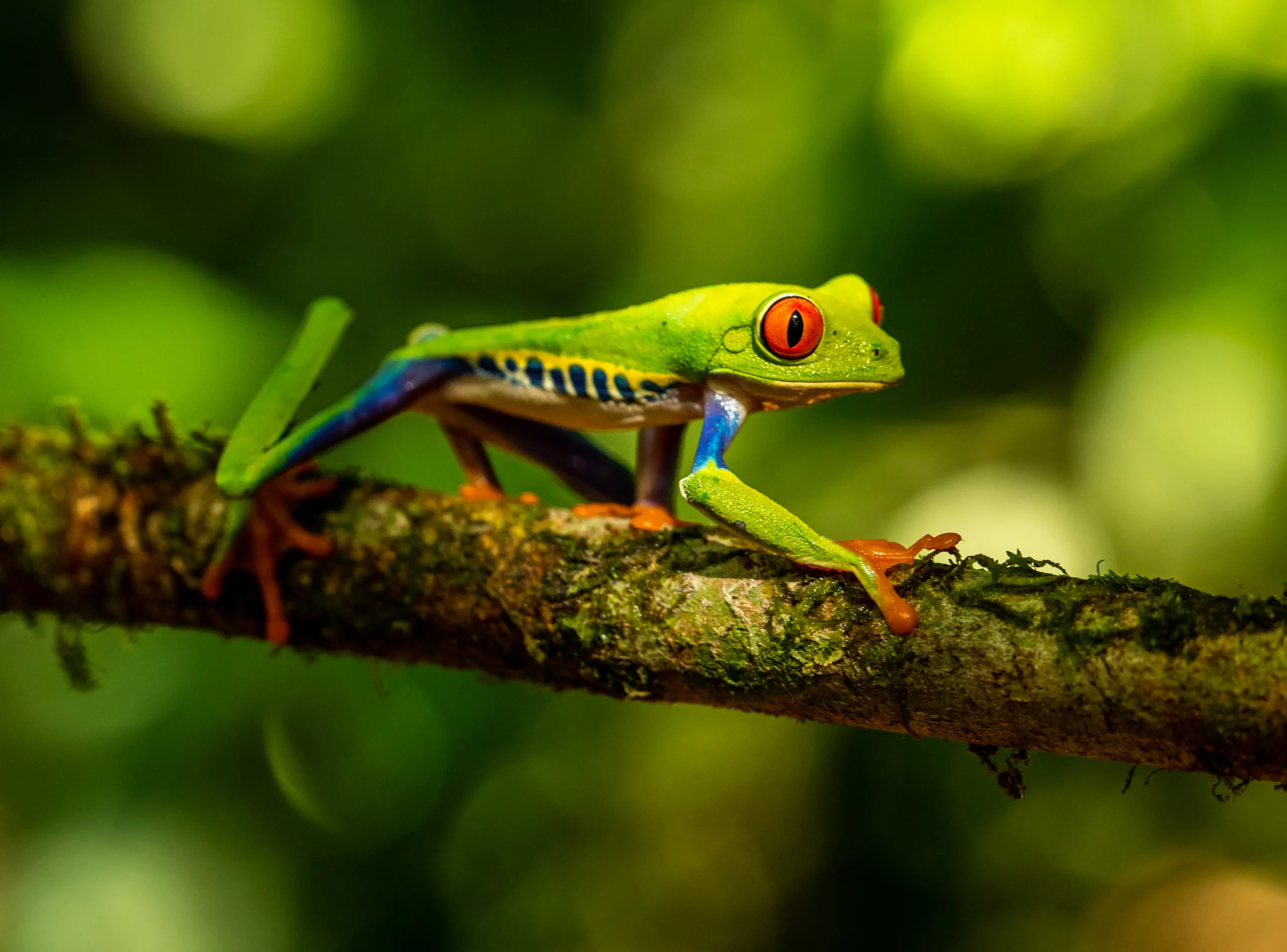 red eyed tree frog on a branch