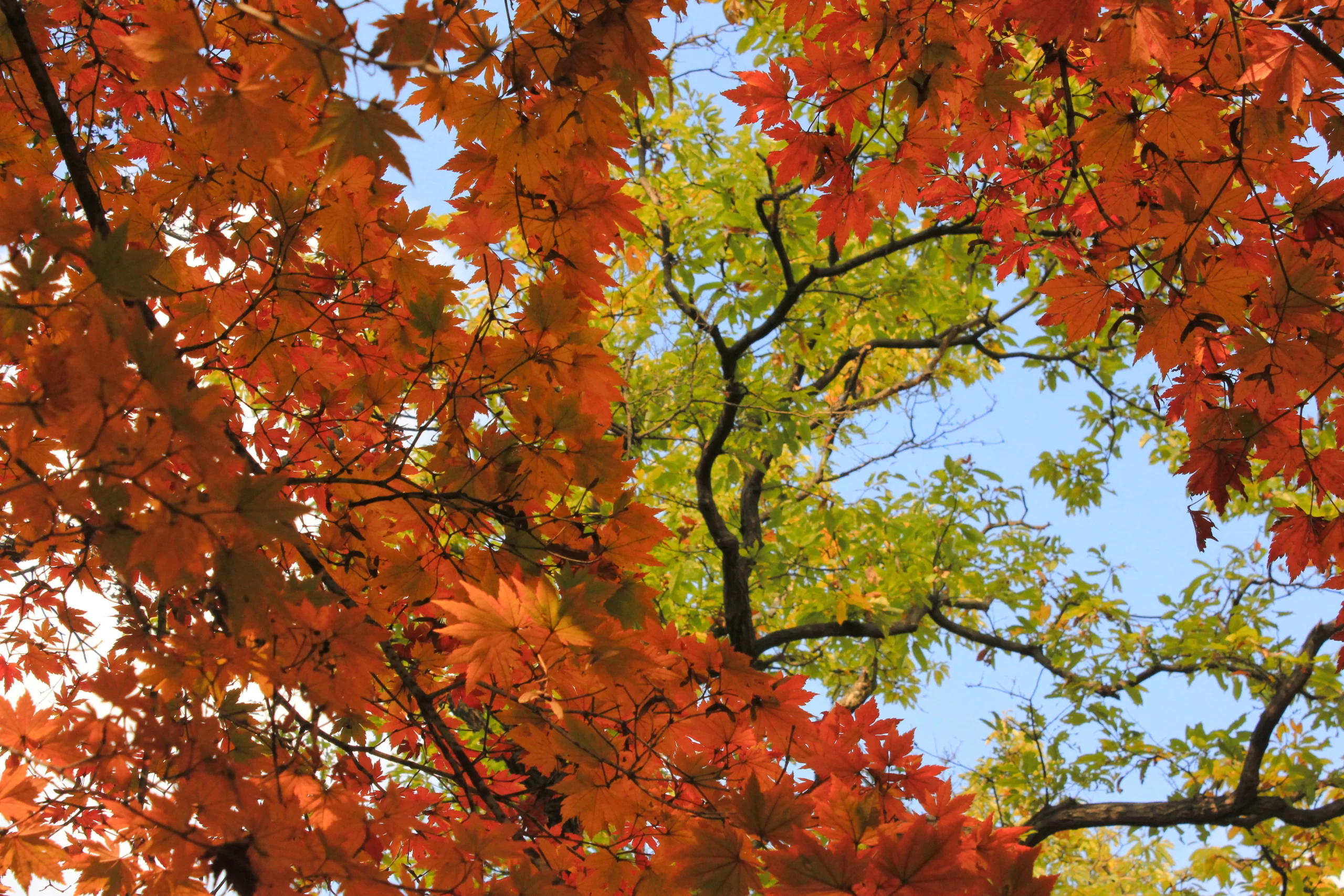maple tree facts