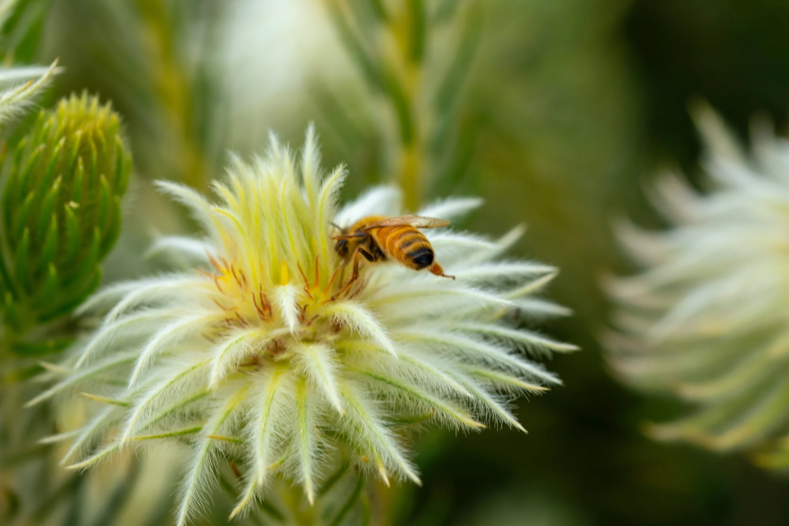 Best Flowers For Bees