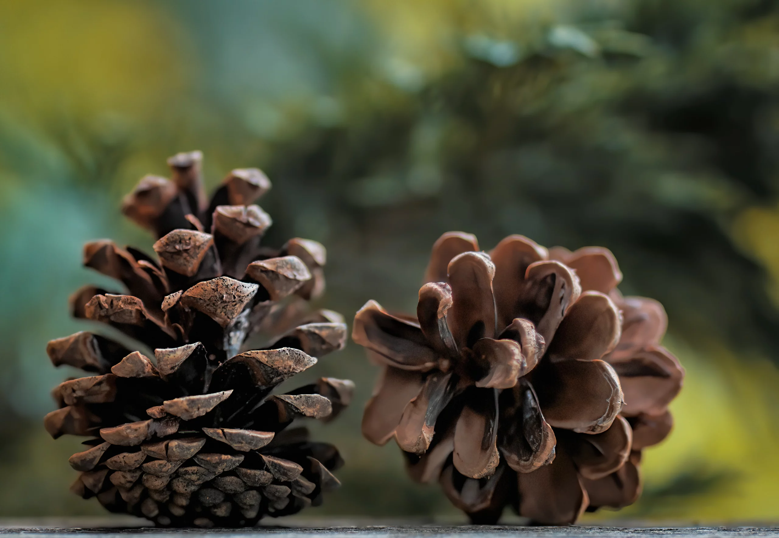 grow a pine tree from a pine cone