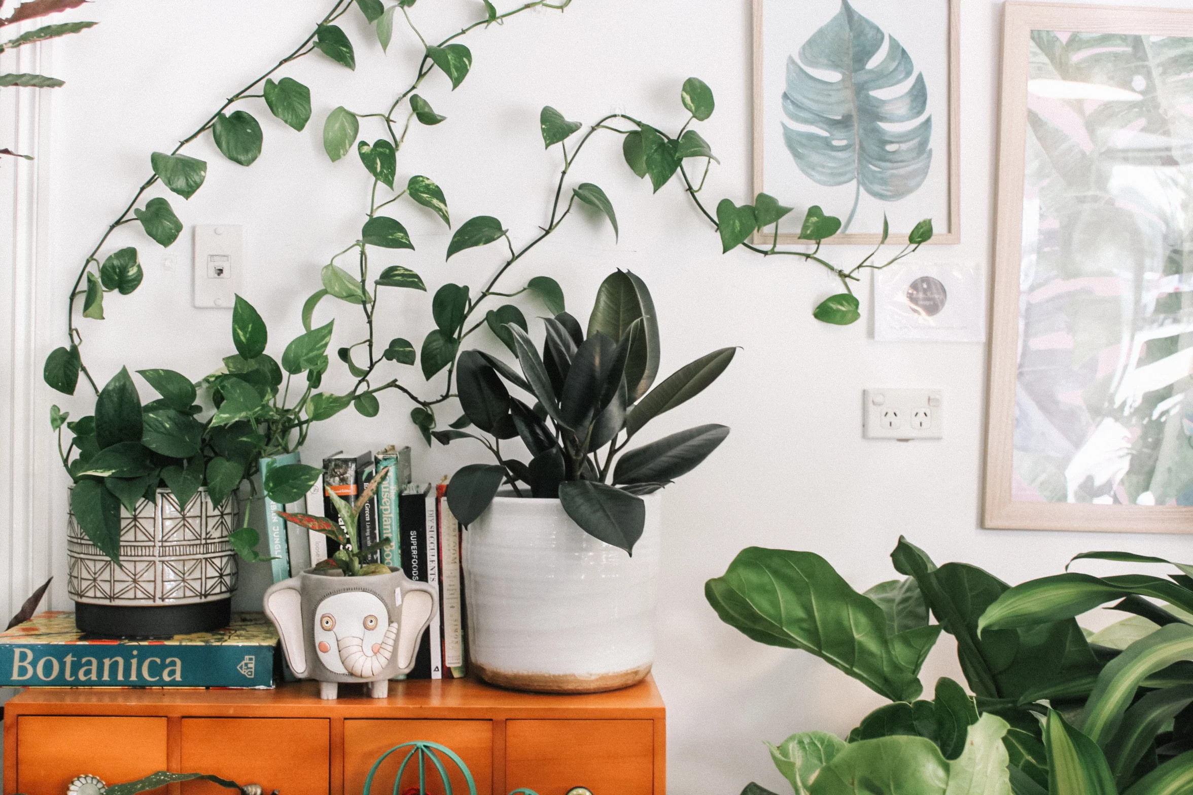 keep house plants happy during the winter.