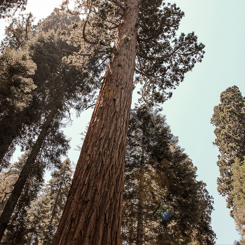 15-incredible-facts-about-giant-sequoia-trees-the-environmentor