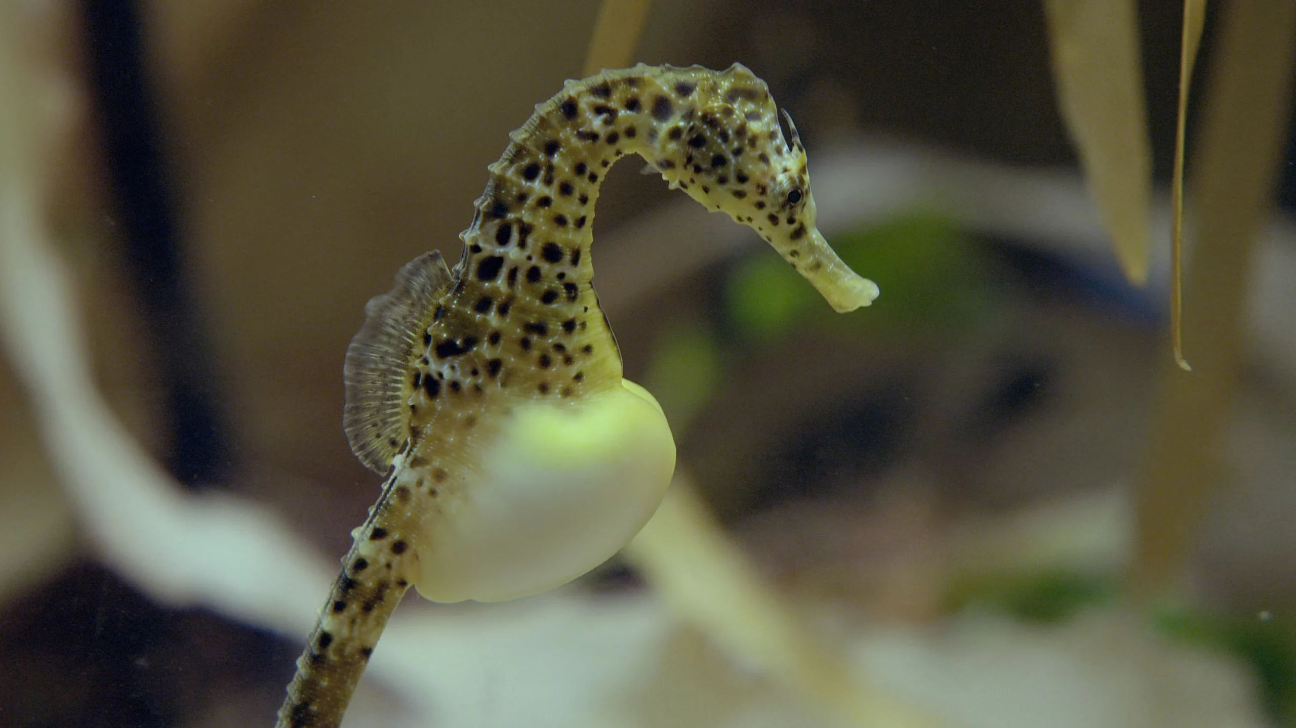 facts about seahorses