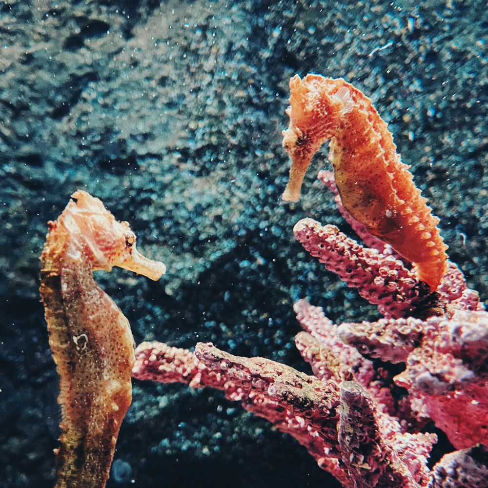 10 Interesting Facts About Seahorses - THE ENVIRONMENTOR