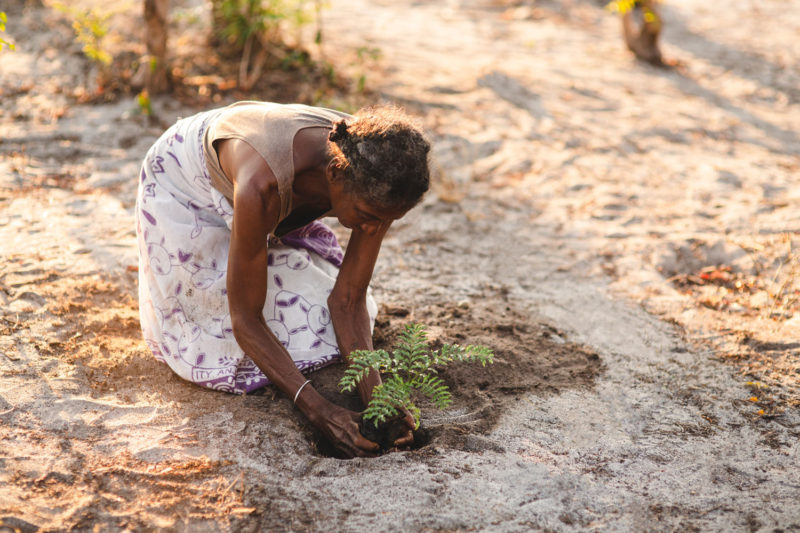 woman planting seedling