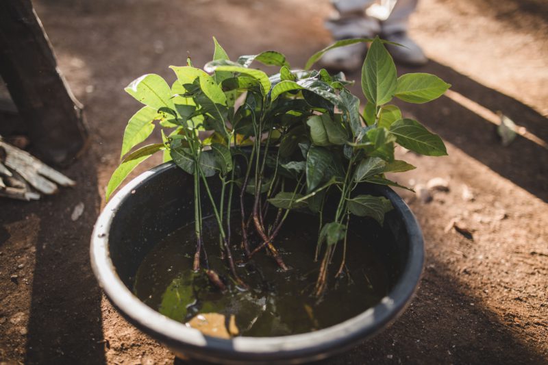 seedlings in a bucket