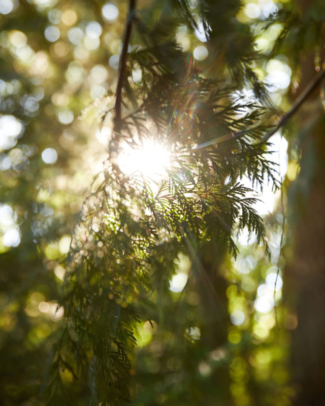 sun shining through branches