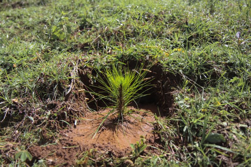 sapling in the ground
