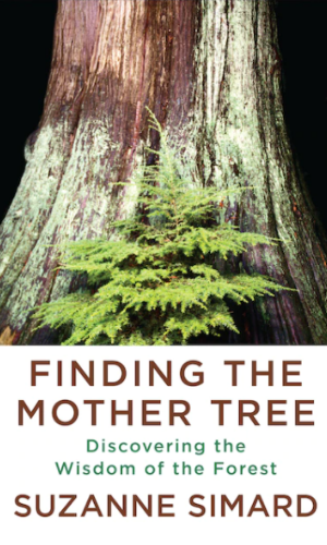 Finding The Mother Tree