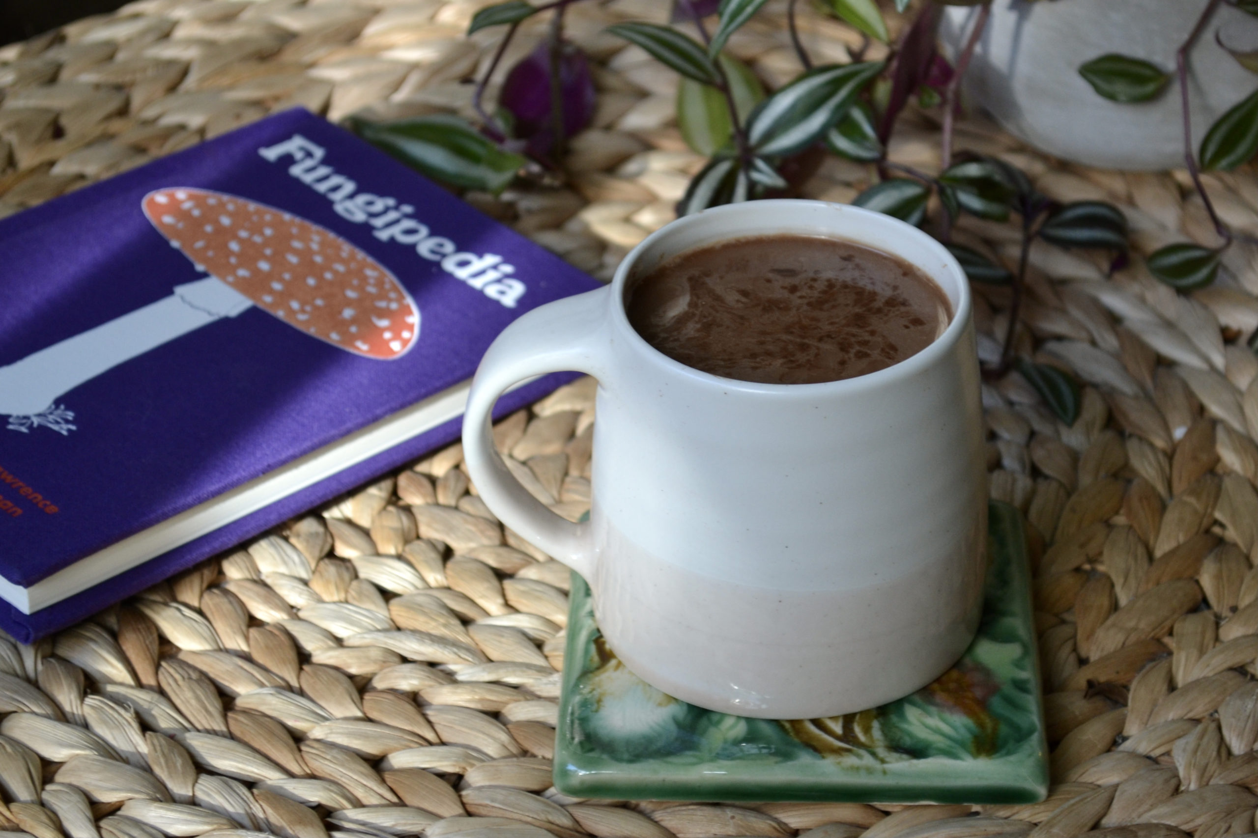 tentree mushroom hot chocolate recipe