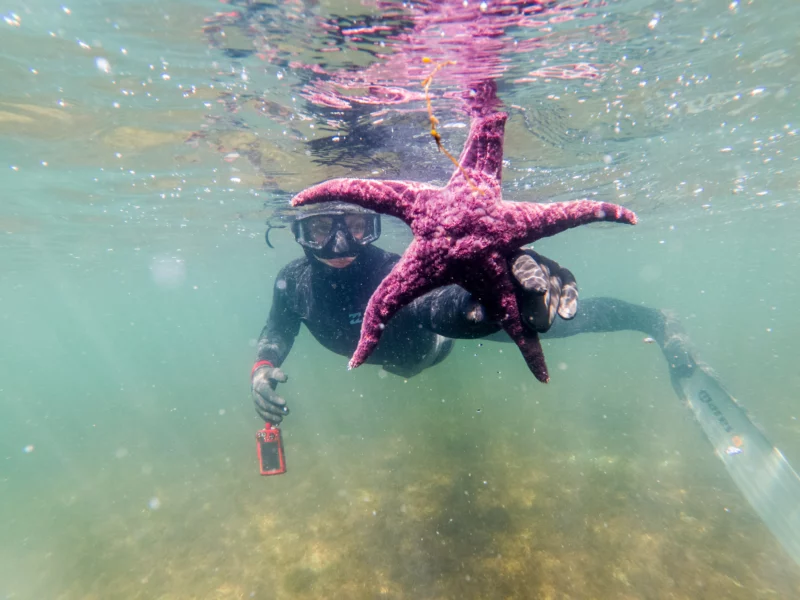 starfish freediving