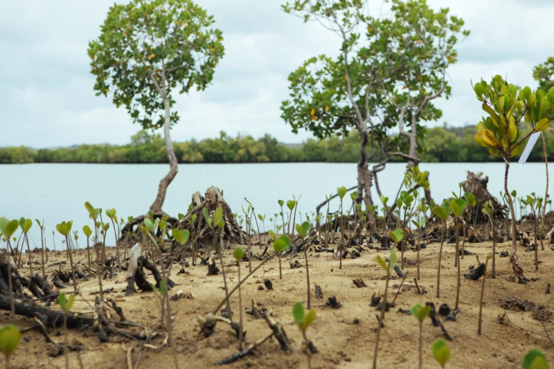 Mangroves planting in Kenya