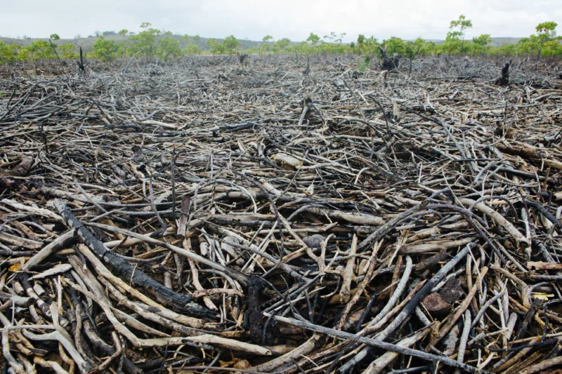 mangroves cut down for charcoal
