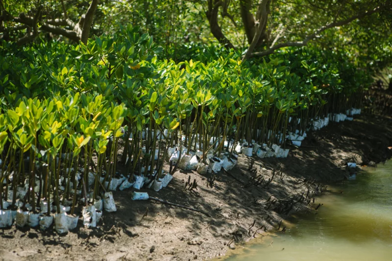 mangroves ready to plant