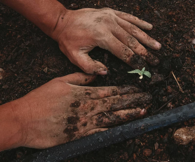 Planting a sapling (Greenforce Staffing/Unsplash)