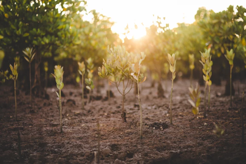 tentree tree planting