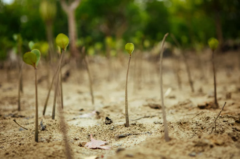 tentree 2024 tree planting